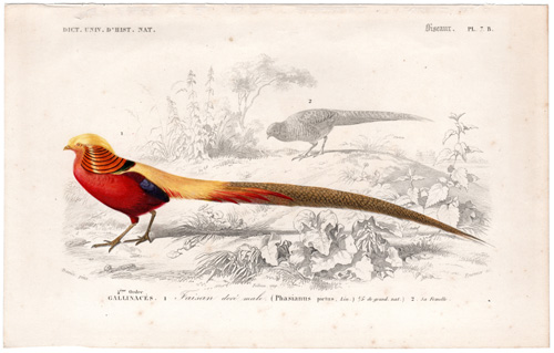 Golden Pheasant